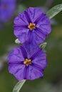 Solanaceae flower Royalty Free Stock Photo