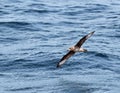 Solanders stormvogel, Providence petrel, Pterodroma solandri