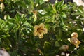 Solandra maxima yellow nightshade flower. Golden vine Royalty Free Stock Photo