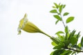 Solandra grandiflora blooming. Royalty Free Stock Photo