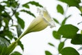 Solandra grandiflora blooming. Royalty Free Stock Photo