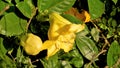 Solandra maxima also known as Hawaiian Lilly, Golden chalice vine Royalty Free Stock Photo
