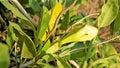 Solandra maxima also known as Hawaiian Lilly, Golden chalice vine Royalty Free Stock Photo