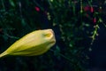 Solandra maxima cup of gold Hawaiian lily closed up bud yellow tropical vine flower Royalty Free Stock Photo