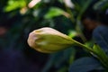 Solandra maxima cup of gold Hawaiian lily closed up bud yellow tropical vine flower Royalty Free Stock Photo