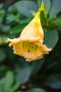 Solandra maxima cup of gold Hawaiian lily opened up bud yellow tropical vine flower Royalty Free Stock Photo