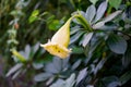 Solandra maxima cup of gold Hawaiian lily opened up bud yellow tropical vine flower Royalty Free Stock Photo