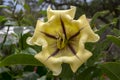 Solandra maxima detail of blooming large flower