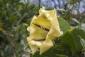 Solandra maxima detail of blooming large flower