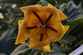 Solandra maxima yellow nightshade close-up of flower Royalty Free Stock Photo