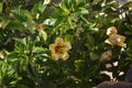 Solandra maxima yellow nightshade flower. Gold vine Royalty Free Stock Photo