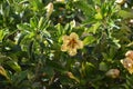 Solandra maxima yellow nightshade flower. Hawaiian lily Royalty Free Stock Photo