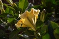 Solandra maxima yellow nightshade flowers Royalty Free Stock Photo