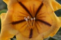 Solandra maxima yellow nightshade macro interior of flower Royalty Free Stock Photo