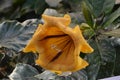 Solandra maxima yellow nightshade Royalty Free Stock Photo