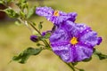 Solanum