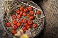 Solanum aethiopicum in a wicker basket