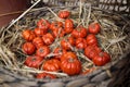 Solanum aethiopicum in a wicker basket decorate