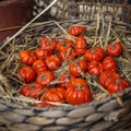 Solanum aethiopicum in wicker basket decorate the windowsill Royalty Free Stock Photo