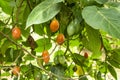 Solanum betaceum fruit on the tree - Tamarillo organic fruit