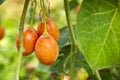 Solanum betaceum - Organic tamarillo fruit on tree