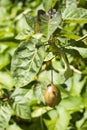 Solanum betaceum - Tamarillo Tree Tomato with leaves on tree