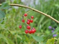 Solanum bittersweet (Solanum dulcamara) grows in nature