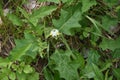 Solanum carolinense flowers Royalty Free Stock Photo