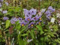 Solanum crispum 'Glasnevin' Royalty Free Stock Photo