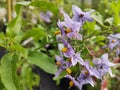 Solanum crispum \'Glasnevin\' Royalty Free Stock Photo