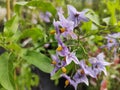 Solanum crispum \'Glasnevin\' Royalty Free Stock Photo