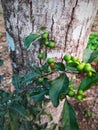 Solanum diphyllum is cultivated as an ornamental plant for its round, dark green fruit clusters that turn bright yellow when ripe.