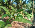 Solanum diphyllum L, It is a shrub and grows primarily in the seasonally dry tropical biome