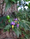 Solanum dulcamara, bittersweet nightshade vine in Virginia USA on White Pine Tree
