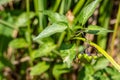 Solanum dulcamara, felonwort, fellenwort, felonwood, poisonberry, poisonflower, Green fruits on branches after flowering Royalty Free Stock Photo