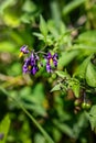 Solanum dulcamara, felonwort, fellenwort, felonwood, poisonberry, Purple flowers in a meadow near a lake during the