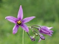 Solanum dulcamara