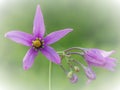 Solanum dulcamara