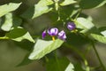 Solanum dulcamara Royalty Free Stock Photo