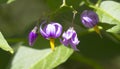 Solanum dulcamara