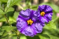 Solanum flowers hdr