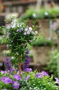 Solanum in garden shop