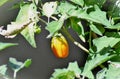 A Solanum gilo maturing in the vegetable garden Royalty Free Stock Photo