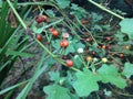 Solanum Images