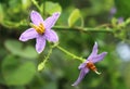 Solanum indicum flower