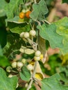 Solanum indicum L.