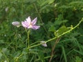 Solanum Indicum, Solanum Trilobatum and Solanum Nigrum bloom in purple in the natural forest along the roadside.