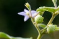 Solanum indicum on the tree in organic farm.