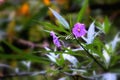 Solanum laciniatum