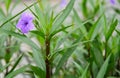 Solanum laciniatum